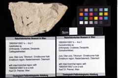 Foto (Objket + Etiketten) von Goniodromites sp. 